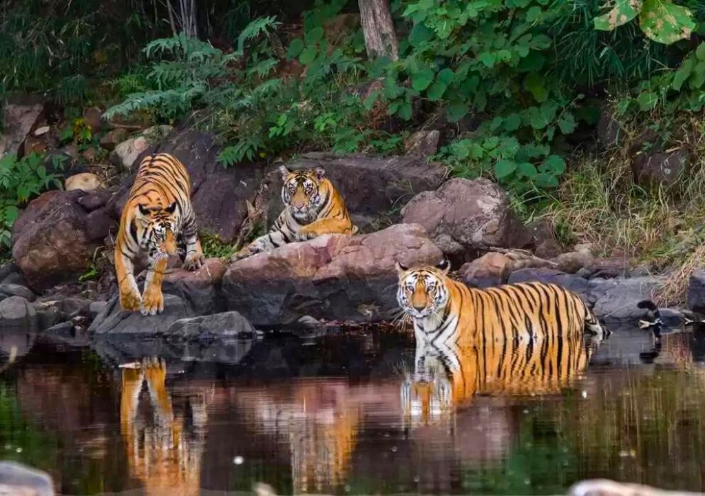 Rajaji National Park wildlife habitats