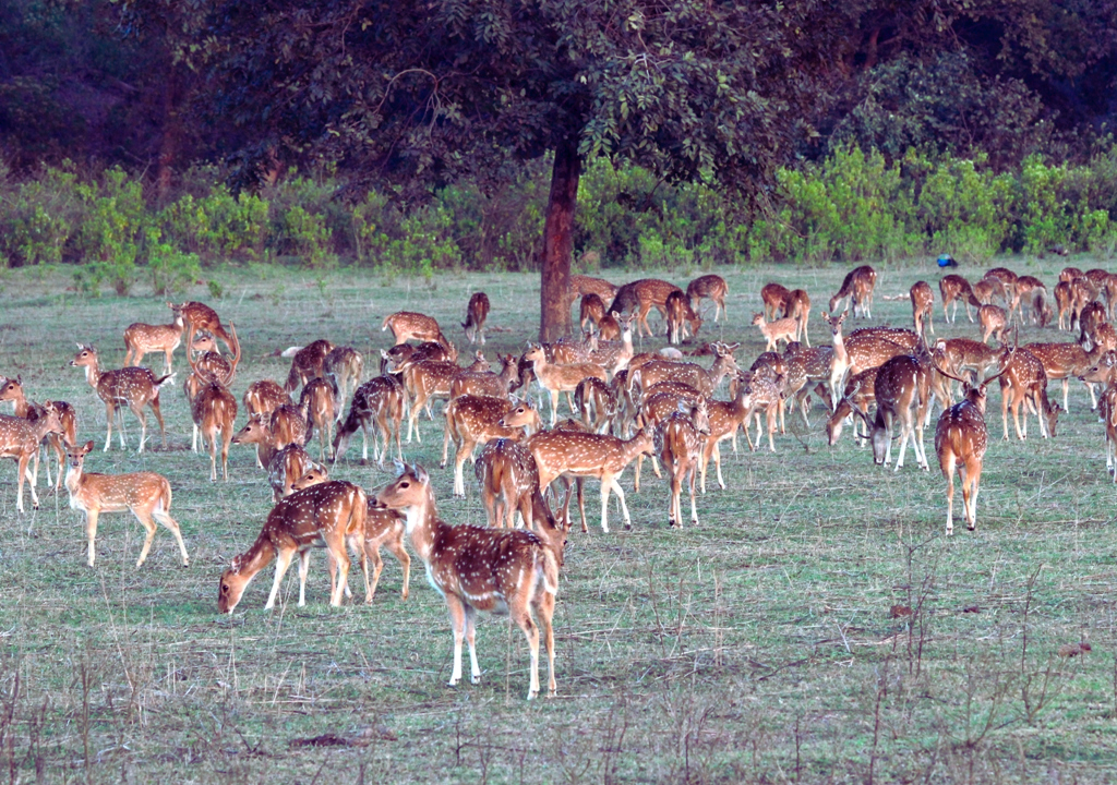 Safety Tips for a Memorable Rajaji Jungle Safari