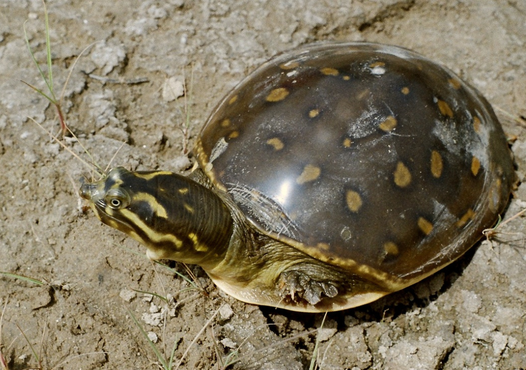 tortoise species