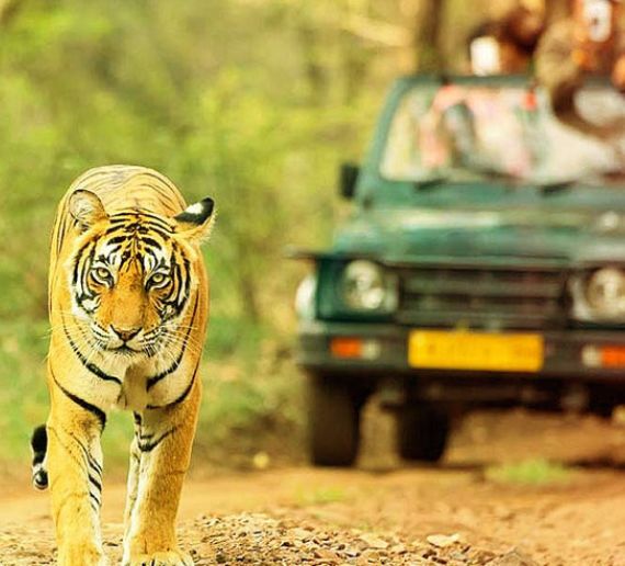 ajaji National Park Jungle Safari Package with Stay 2N/3D with 3-Safari & 2-Night Stay
