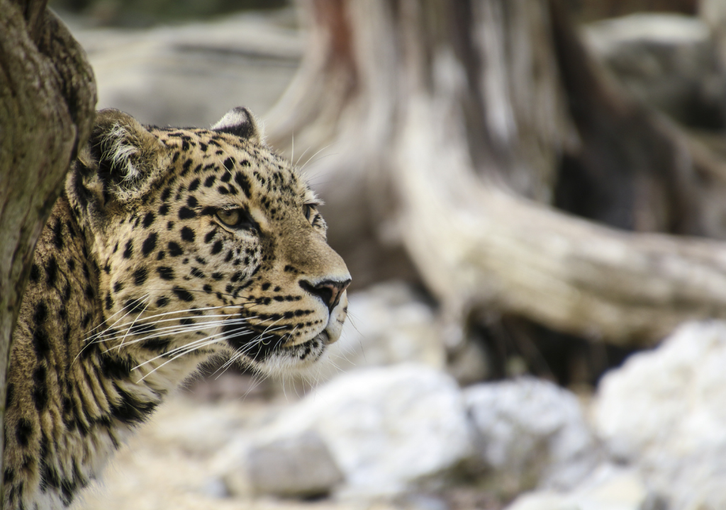 Leopards in Rajaji National Park