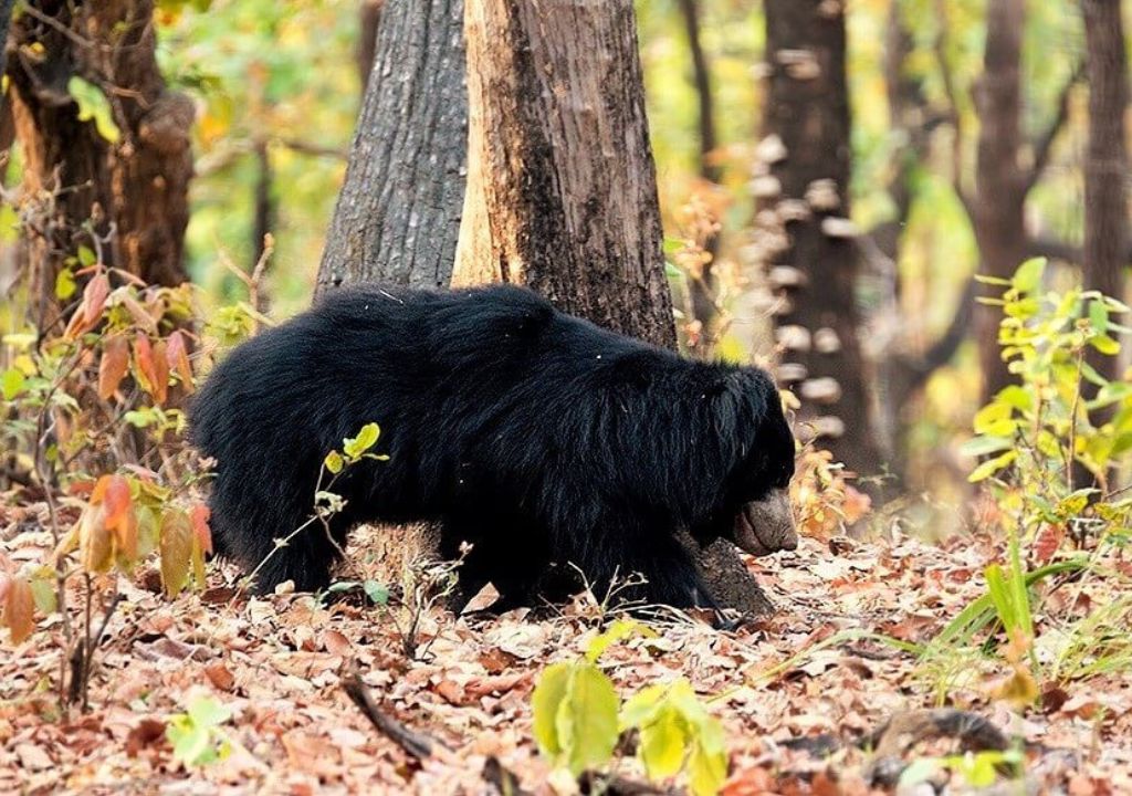 sloth bear