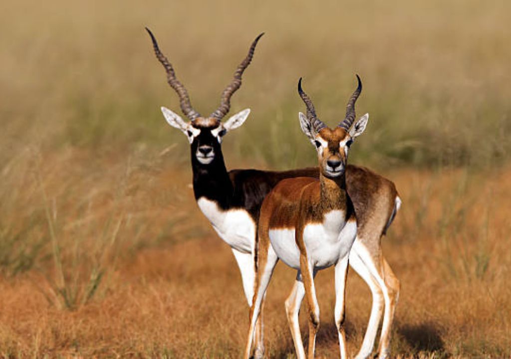 Himalayan Black Deer: Facts & Conservation Efforts