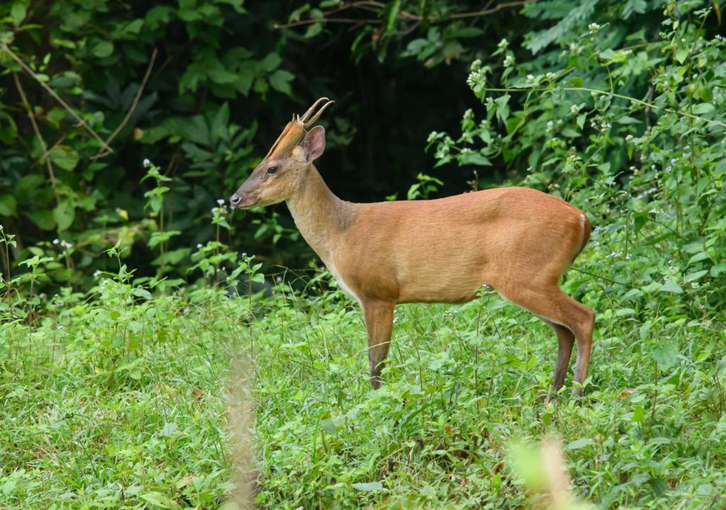 Barking Deer Facts: Ecology, Behavior & Conservation