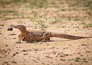 Defense Mechanisms