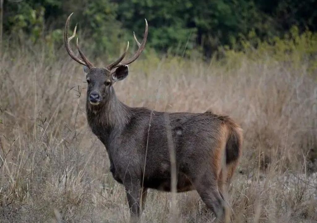Sambar Deer Distribution and Conservation Status