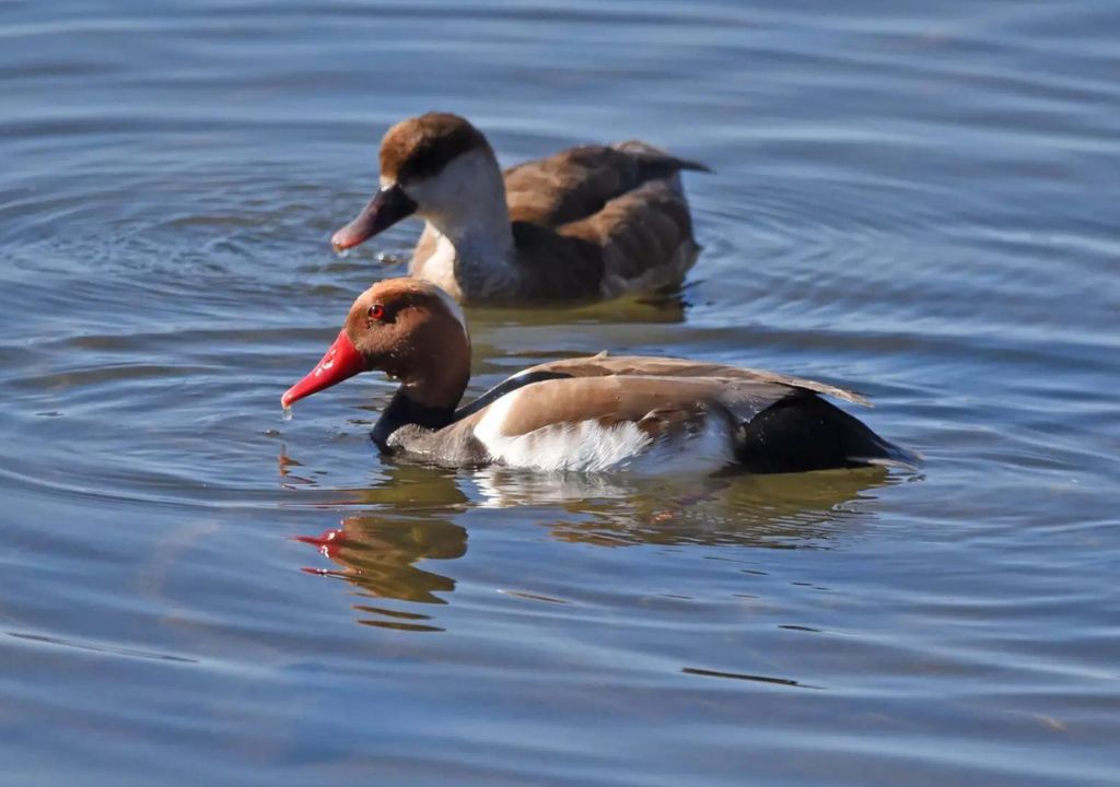Dive Deeper into the Red-Crested Pochard's World