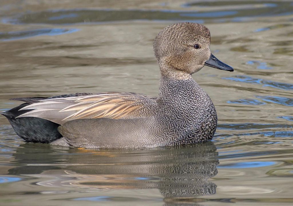 Unraveling the Mysteries of the Gadwall