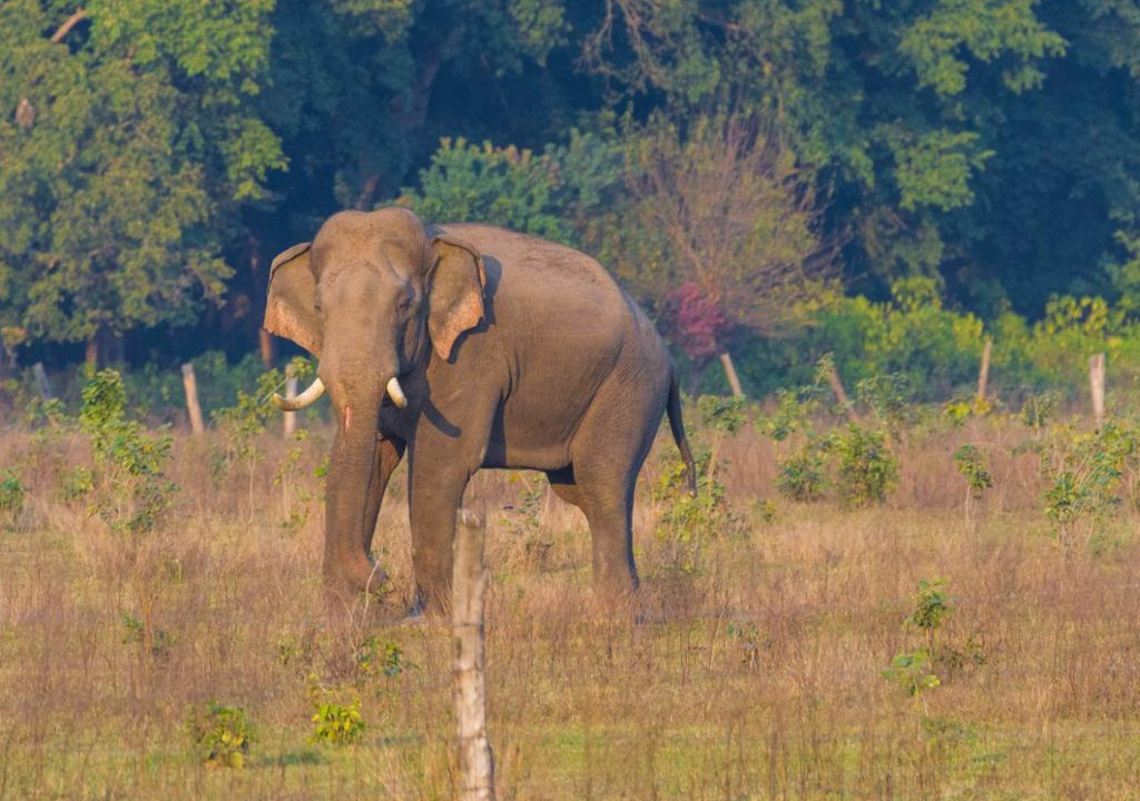 Safari Experience at Rajaji National Park