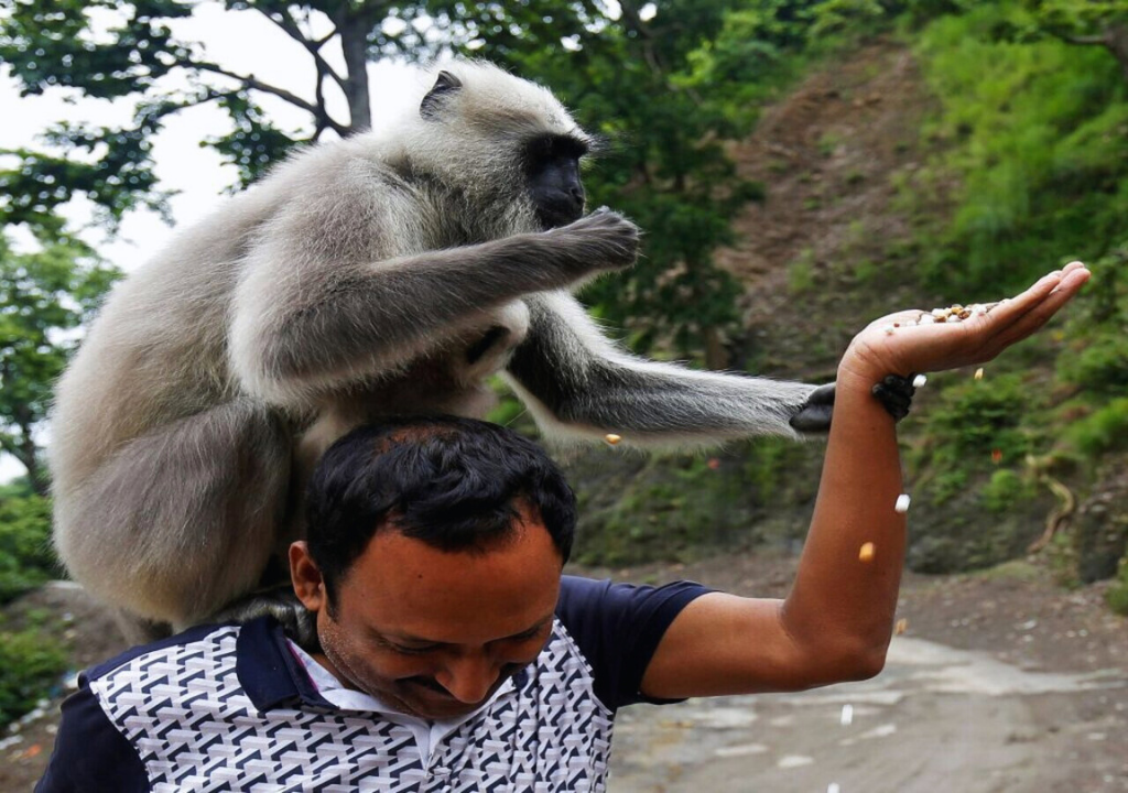 Monkeys in Rajaji National Park