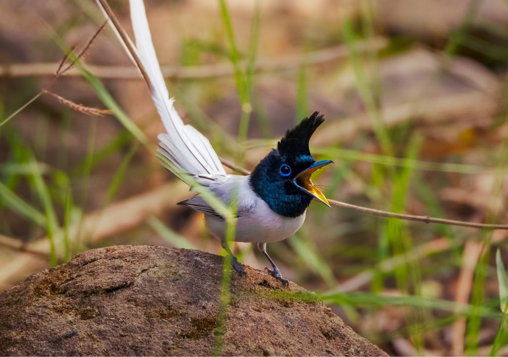 Bird-Watching Opportunities in Rajaji National Park
