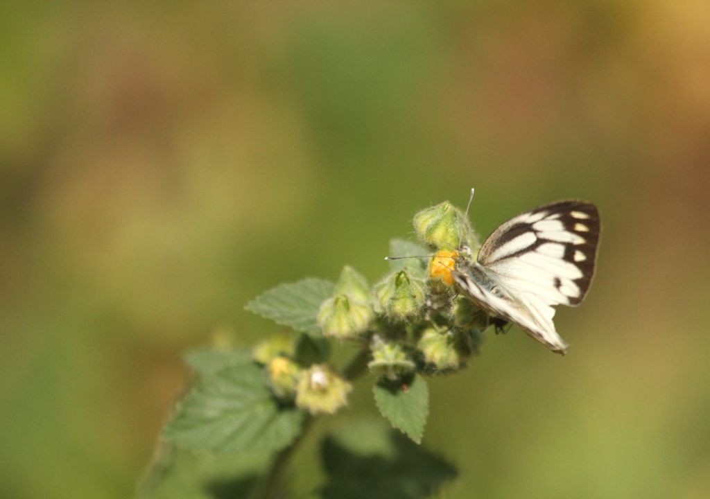Butterfly Watching in Rajaji National Park