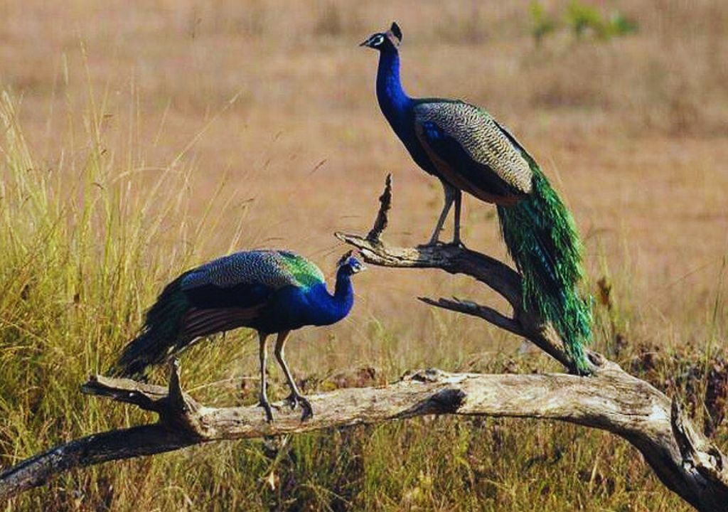 Jim Corbett, Rajaji Tiger Reserve & Jhimil Jheel