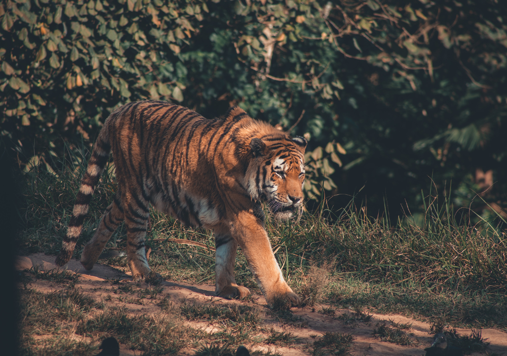 Camping Experiences at Rajaji National Park