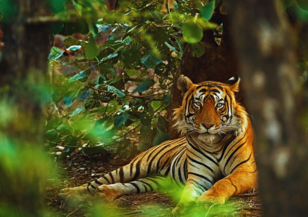 Bengal Tiger