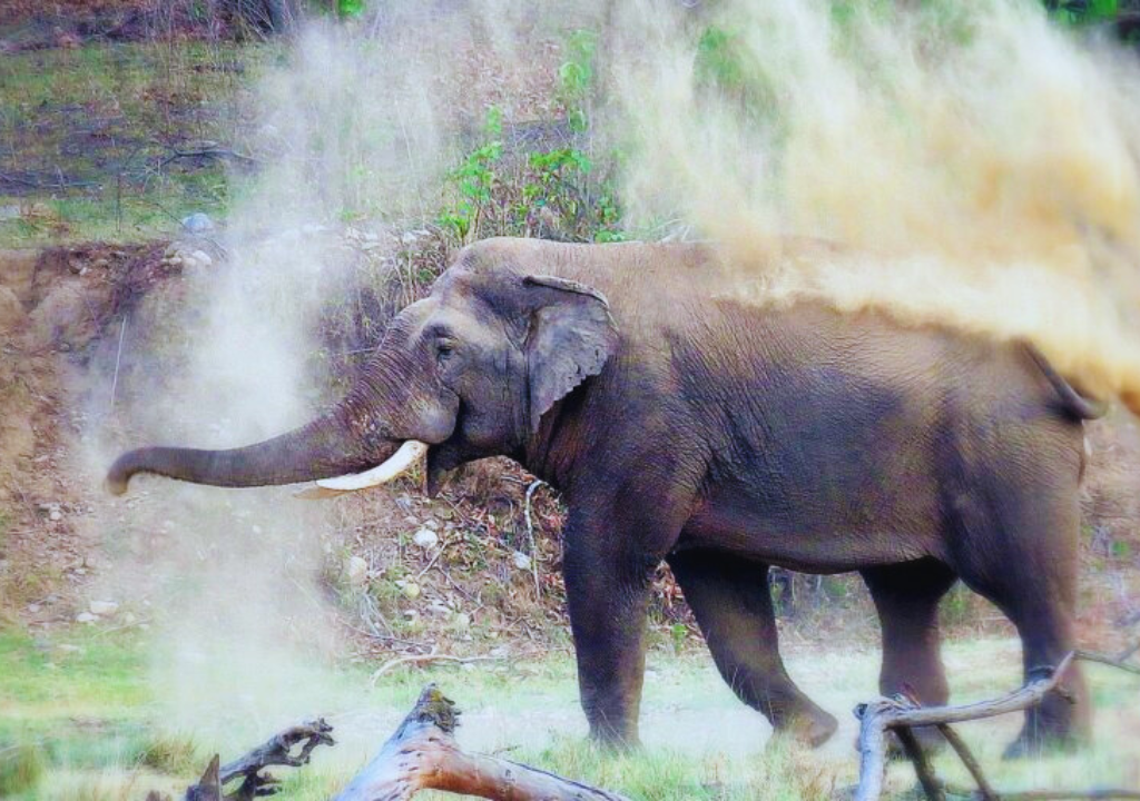 The Impact of Climate Change on Rajaji’s Ecosystem
