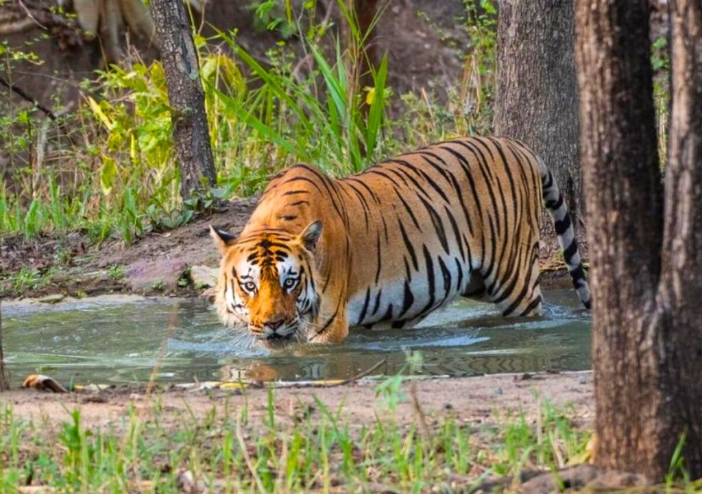 Embarking on Your Rajaji Adventure