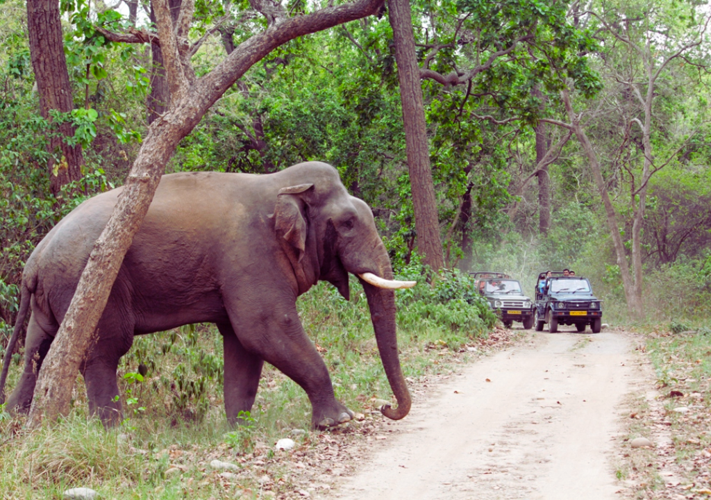 Safety Tips for a Memorable Rajaji Jungle Safari