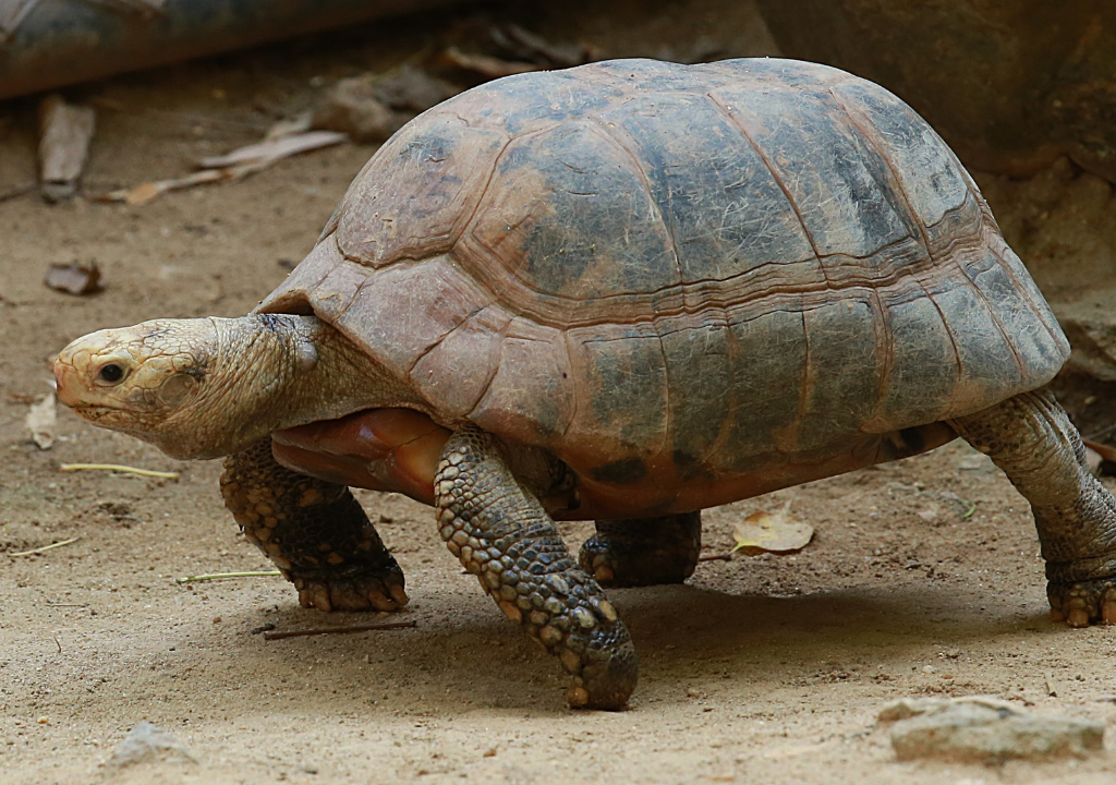 tortoise species