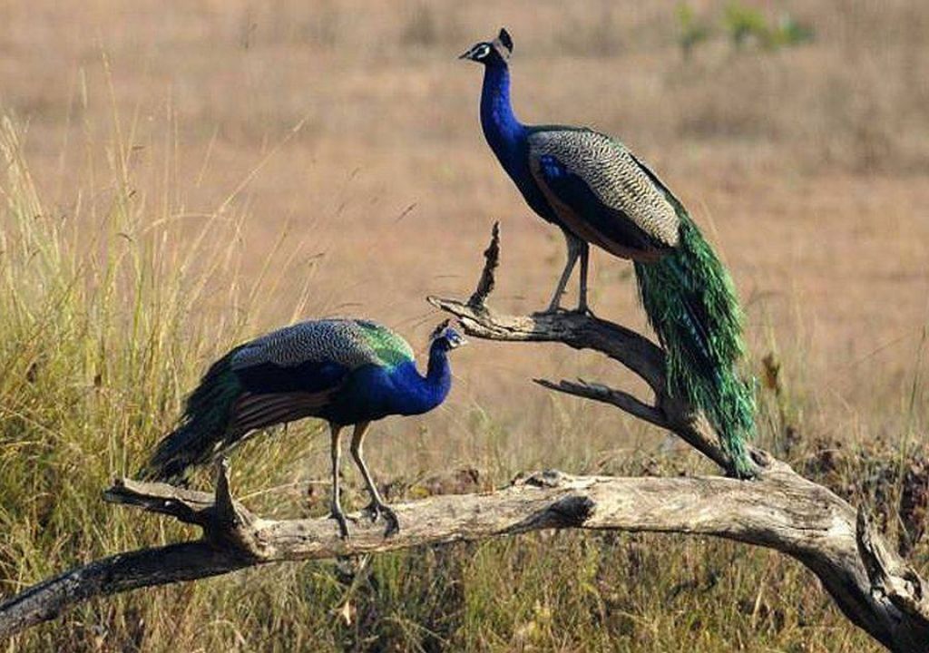 Rajaji National Park reptiles and amphibians