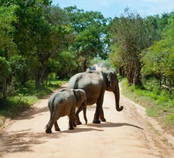 ajaji National Park Jungle Safari Package with Stay 2N/3D with 3-Safari & 2-Night Stay