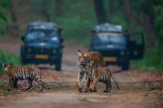 RAJAJI NATIONAL PARK SAFARI PACKAGE