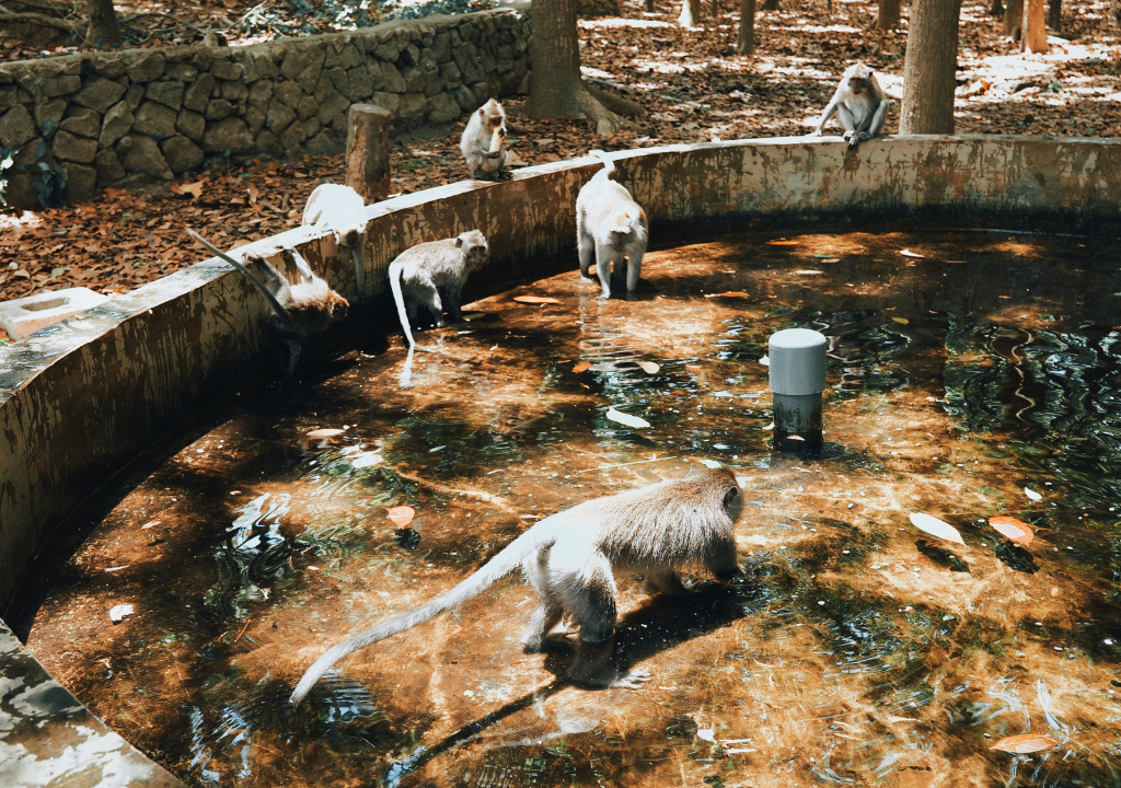 Monkeys in Rajaji National Park