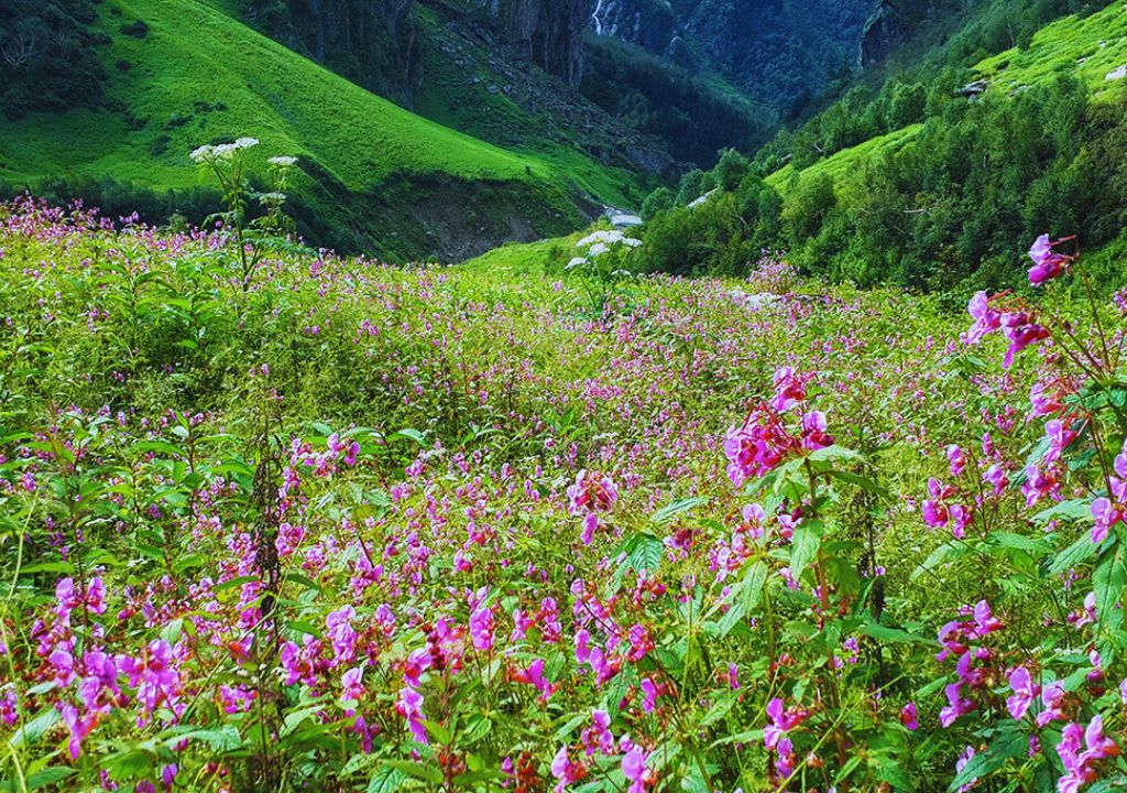 Valley of Flowers Trek