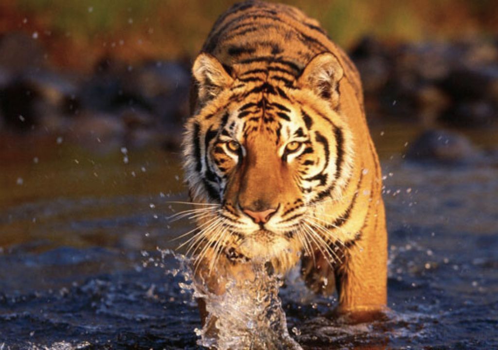 Jhilmil Jheel Conservation Reserve – Haridwar Uttarakhand