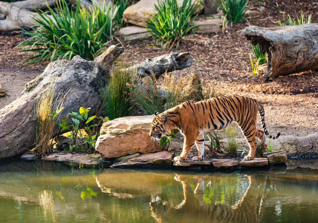 Camping Experiences at Rajaji National Park