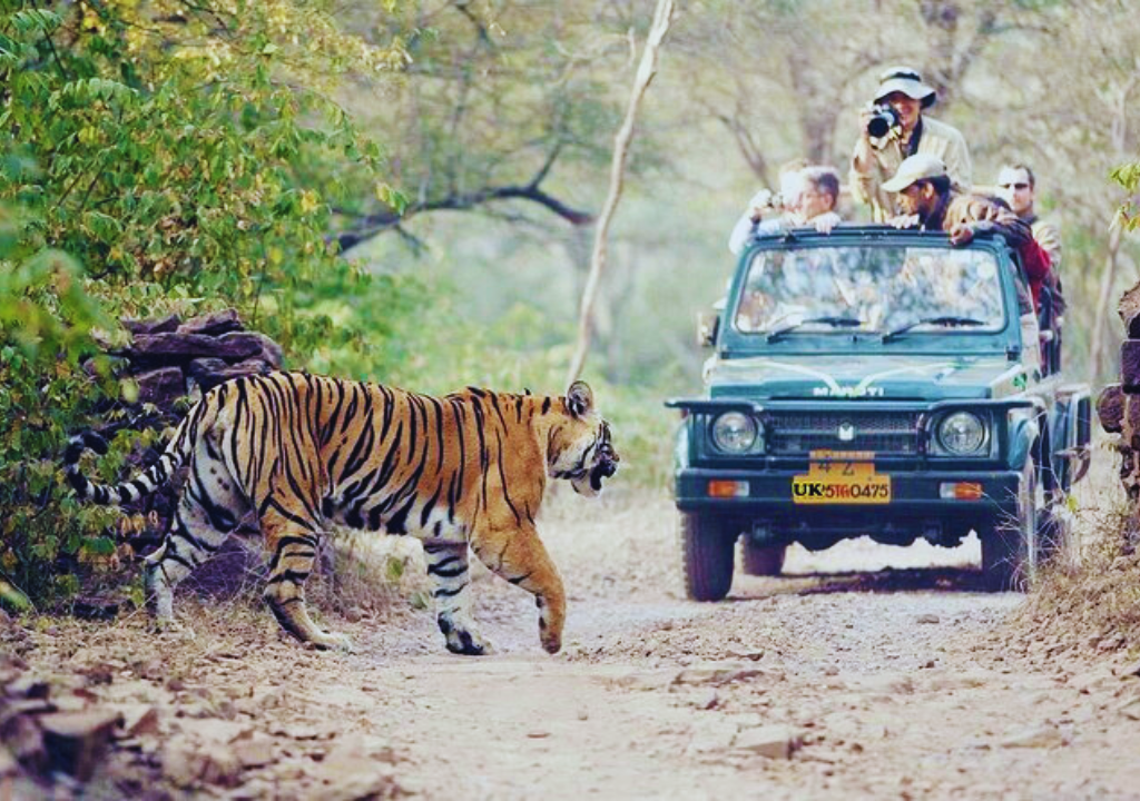 Conservation Efforts