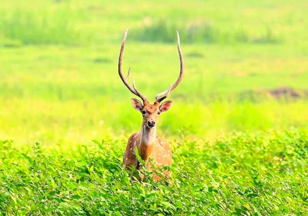 About Jhilmil Jheel Conservation Reserve