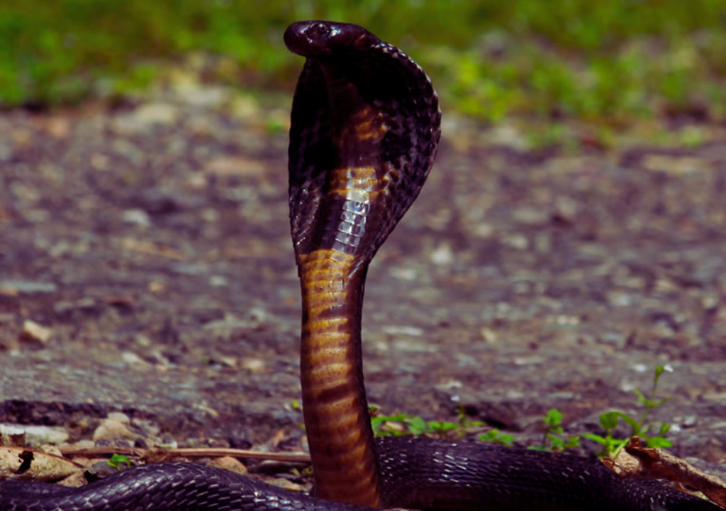 Safety Tips for a Memorable Rajaji Jungle Safari