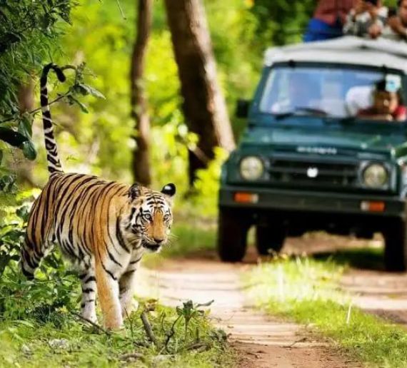Rajaji National Park Jungle Safari Package