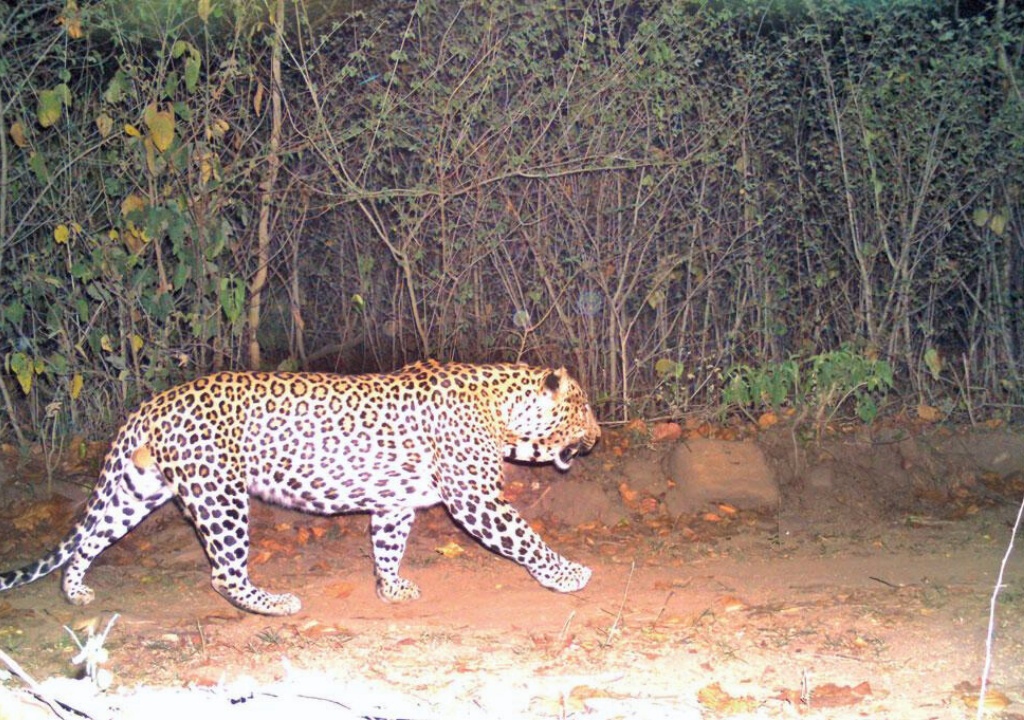 Leopards in Rajaji National Park