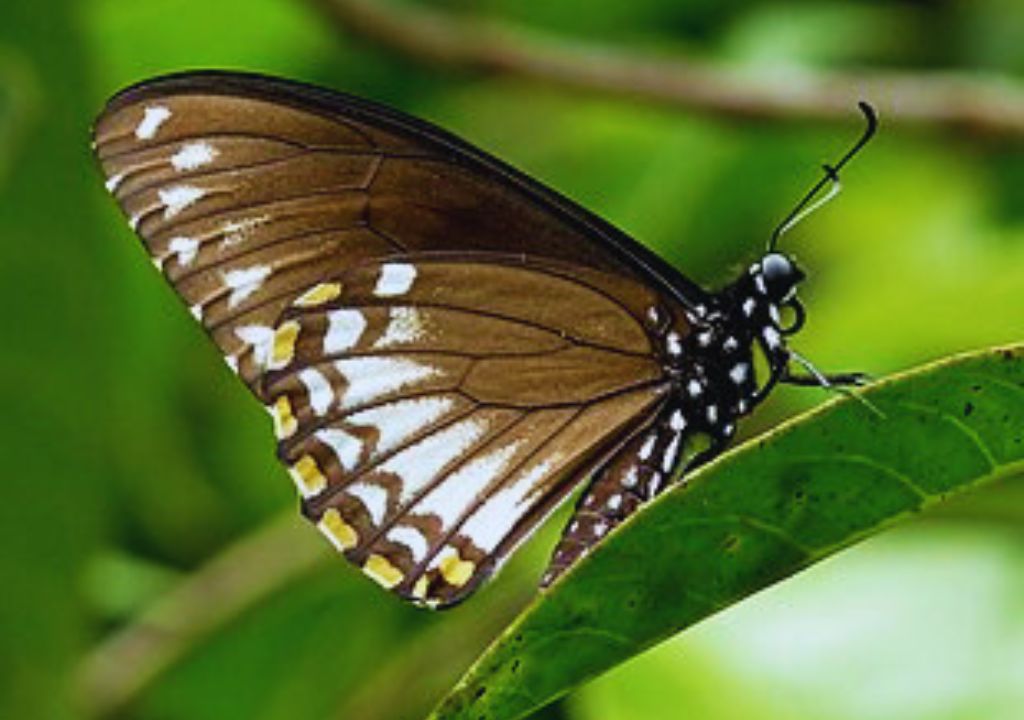 The Marvelous World of Butterflies and Insects in Rajaji National Park