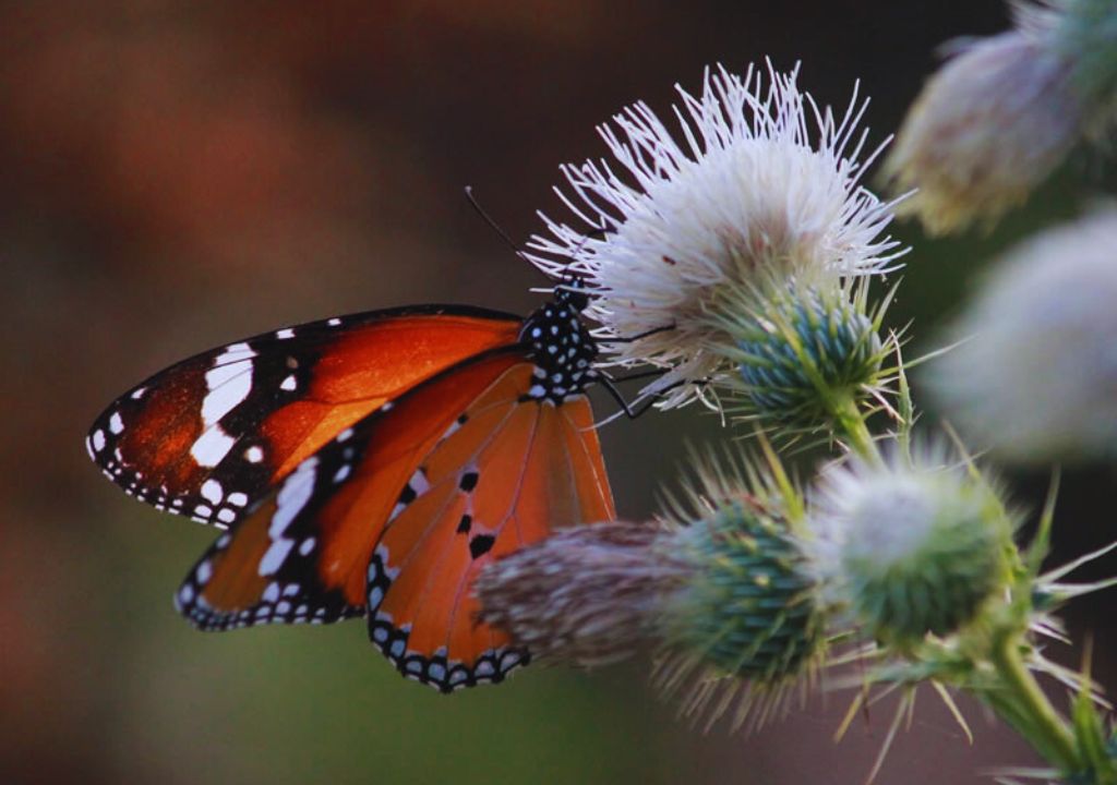 The Marvelous World of Butterflies and Insects in Rajaji National Park
