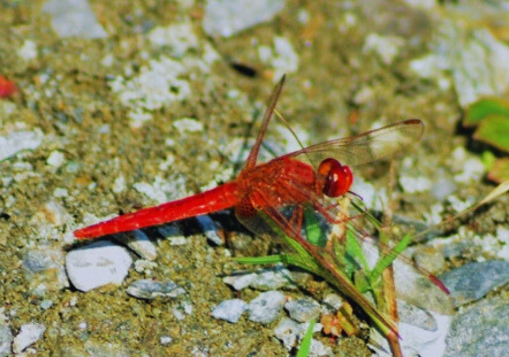 The Marvelous World of Butterflies and Insects in Rajaji National Park