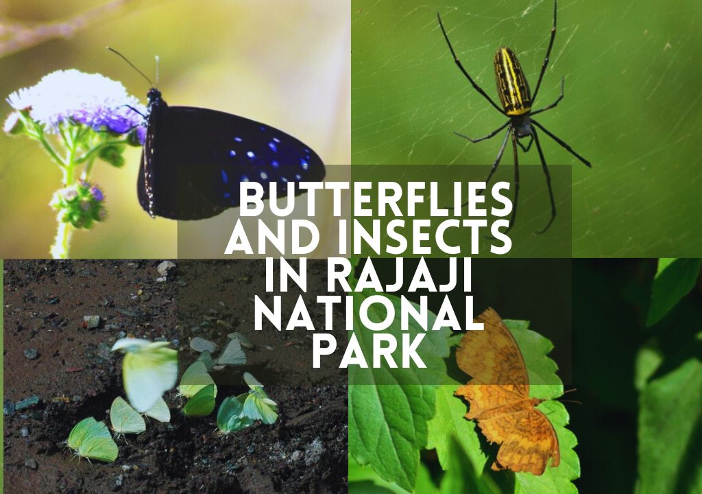 The Marvelous World of Butterflies and Insects in Rajaji National Park
