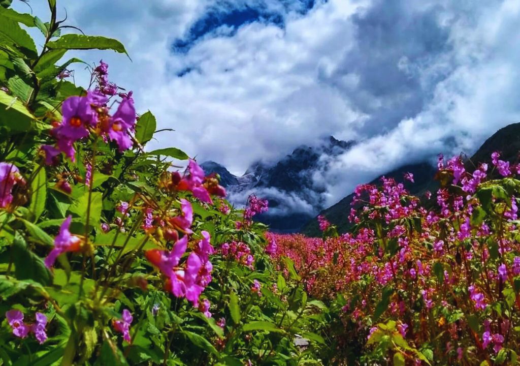 Valley of Flowers Trek