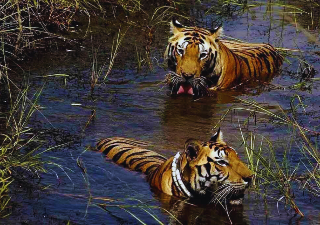 Impact of Climate Change on Rajaji's Ecosystem