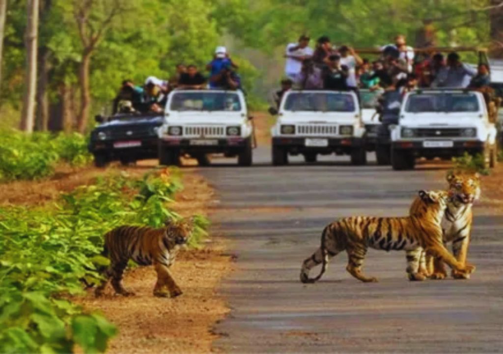 How to Book a Safari in Rajaji National Park