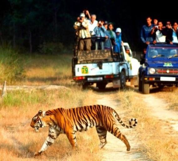 Rajaji National Park Jungle Safari Package with Stay 2N/3D with 5-Safari & 2-Night Stay