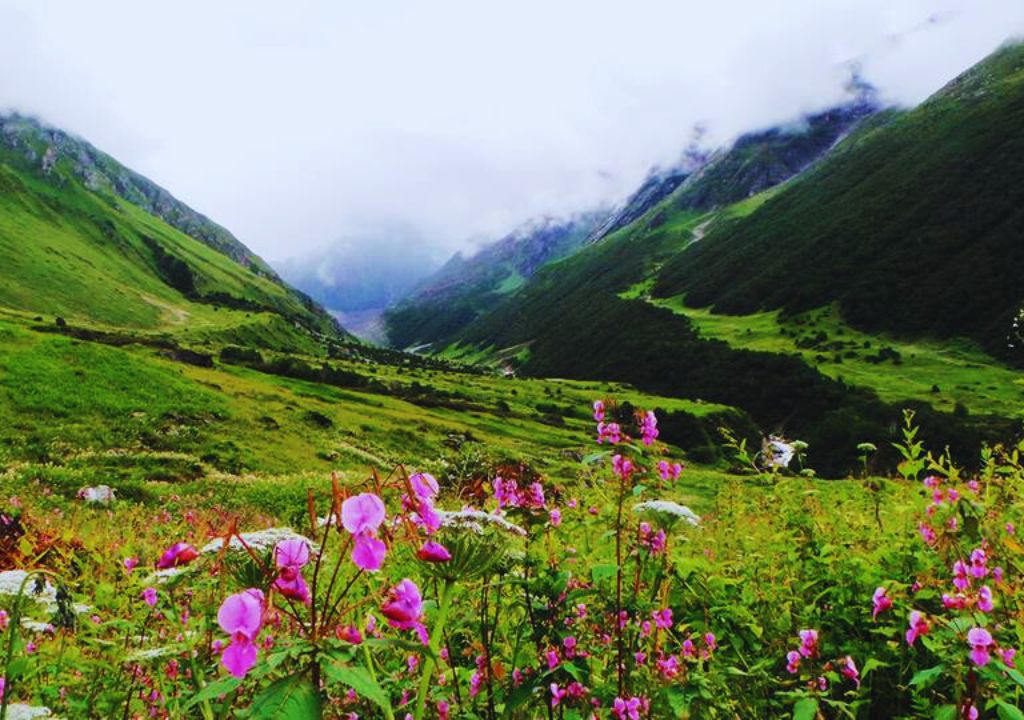 Valley of Flowers Trek