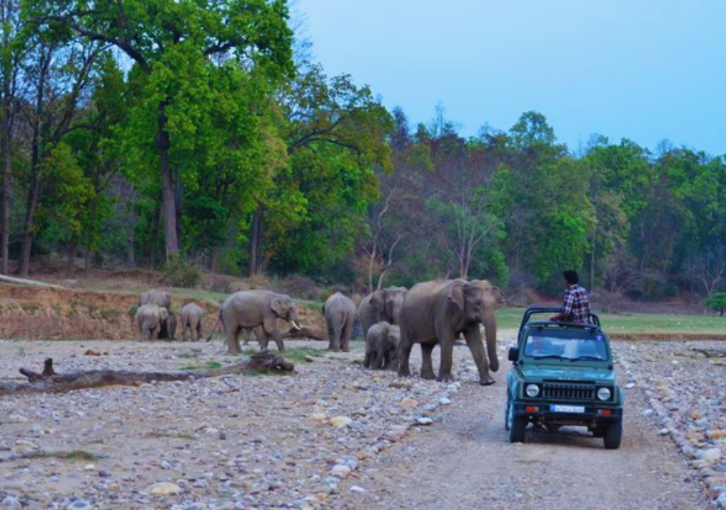 Adventurous Jeep Safaris in Rajaji