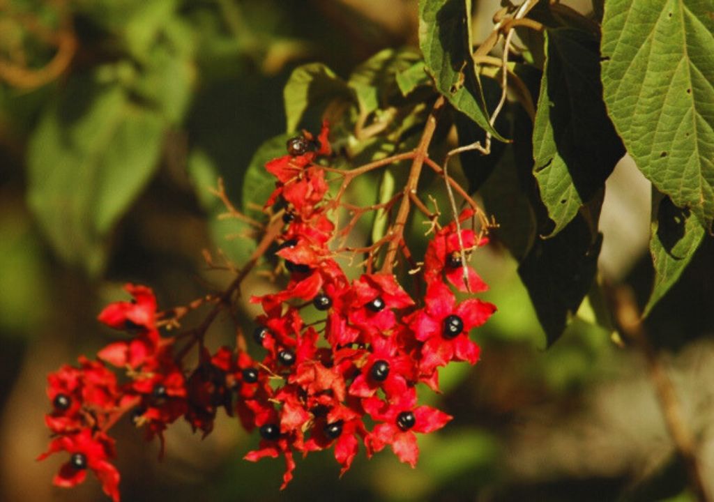 Flora in Rajaji National Park