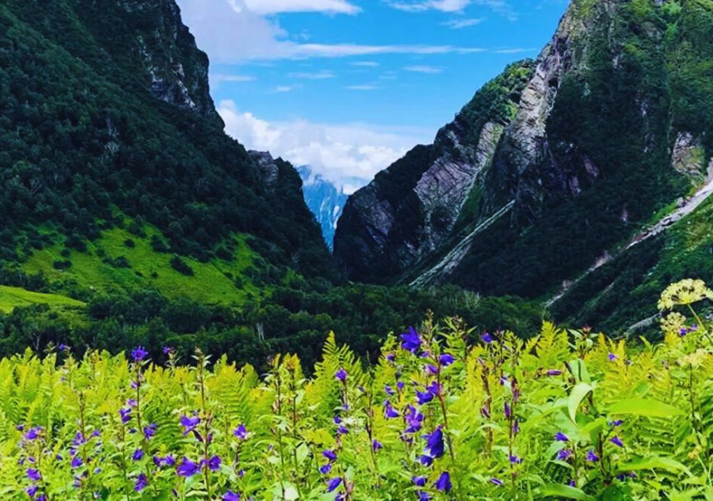 Valley of Flowers Trek