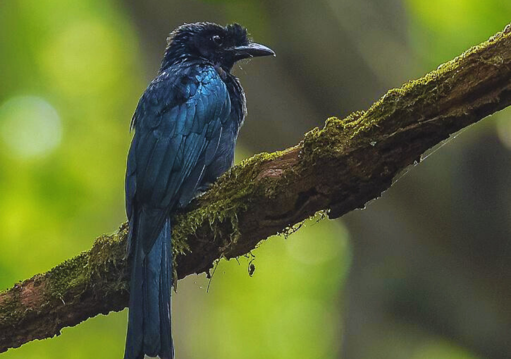 Popular Bird-Watching Spots