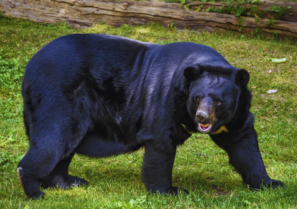 Bears in Rajaji National Park