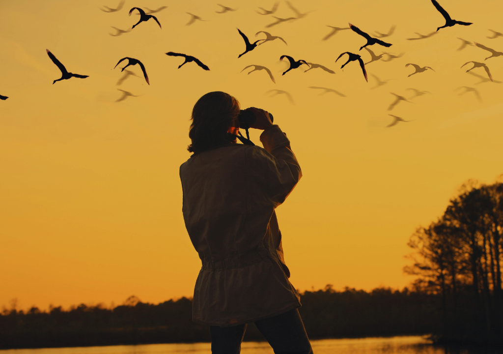 Best Times for Bird Watching